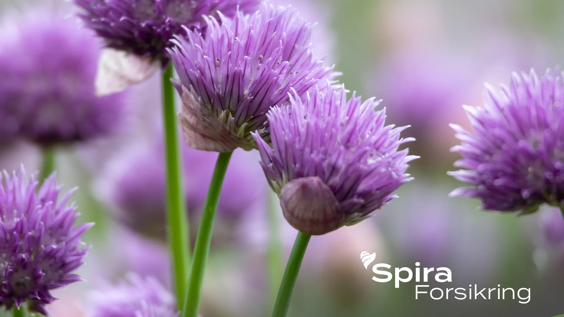 Chives flowers and Spira Forsikring logo